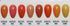 Chisel Nail Art 2 in 1 Acrylic/Dipping Powder 2 oz - Solid #97